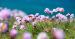 marc schaffner - morbihan tourisme